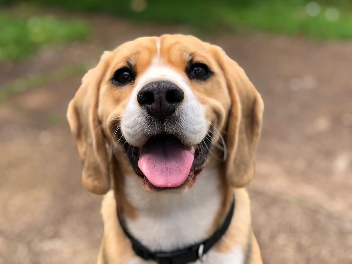 Thor — Vacinação em dia