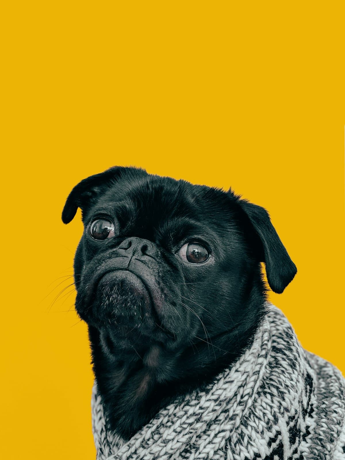 Pug preto de casaquinho em fundo amarelo, paciente do consultório
